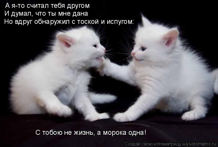 А я-то считал тебя другом И думал, что ты мне дана Но вдруг обнаружил с тоской и испугом: С тобою не ... Котоматрица: А я-то считал тебя другом И думал, что ты мне дана Но вдруг обнаружил с тоской и испугом: С тобою не жизнь, а морока одна!