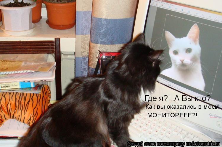 Где я?!..А Вы кто?!.. Как вы оказались в моем МОНИТОРЕЕЕ?!... Котоматрица: Где я?!..А Вы кто?!.. Как вы оказались в моем МОНИТОРЕЕЕ?!