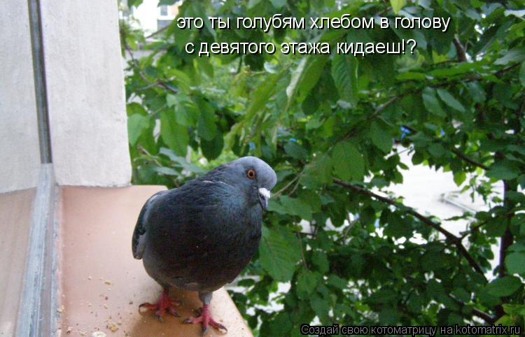 это ты голубям хлебом в голову с девятого этажа кидаеш!?... Котоматрица: это ты голубям хлебом в голову с девятого этажа кидаеш!?