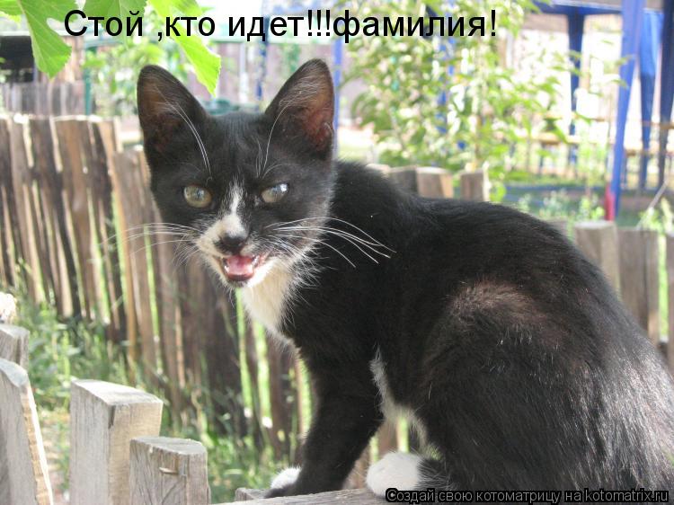 Стой ,кто идет!!!фамилия!... Котоматрица: Стой ,кто идет!!!фамилия!