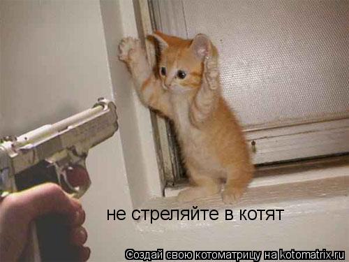 не стреляйте в котят... Котоматрица: не стреляйте в котят