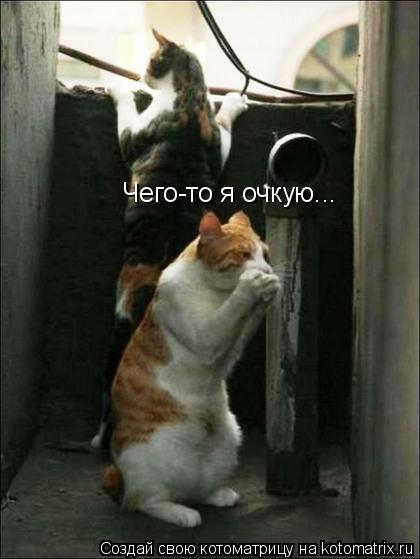 Чего-то я очкую...... Котоматрица: Чего-то я очкую...