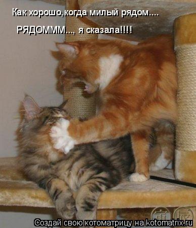 Как хорошо,когда милый рядом.... РЯДОМММ..., я сказала!!!!... Котоматрица: Как хорошо,когда милый рядом.... РЯДОМММ..., я сказала!!!!