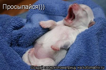 Просыпайся)))... Котоматрица: Просыпайся)))