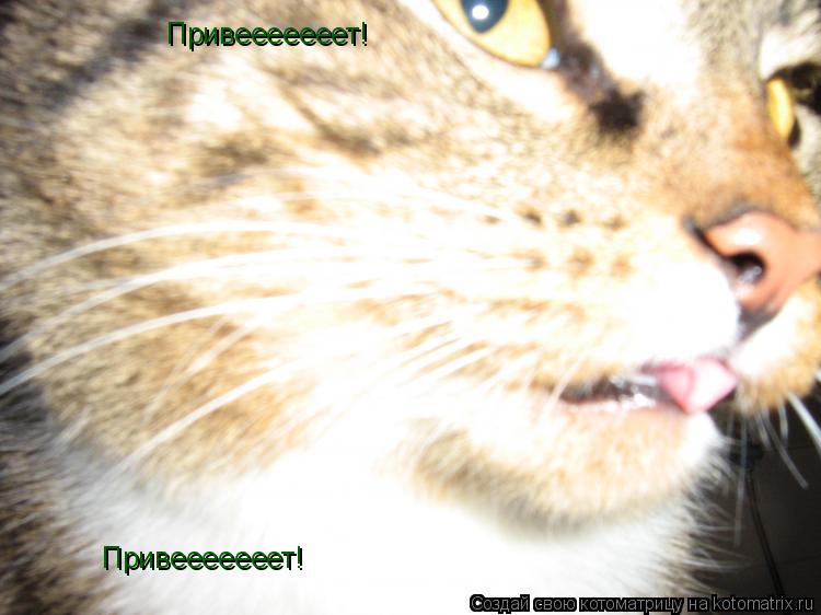 Привееееееет! Привееееееет!... Котоматрица: Привееееееет! Привееееееет!