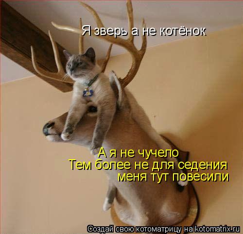 Я зверь а не котёнок А я не чучело Тем более не для седения меня тут повесили... Котоматрица: Я зверь а не котёнок А я не чучело Тем более не для седения меня тут повесили
