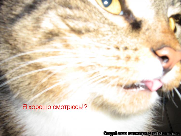 Я хорошо смотрюсь!?... Котоматрица: Я хорошо смотрюсь!?