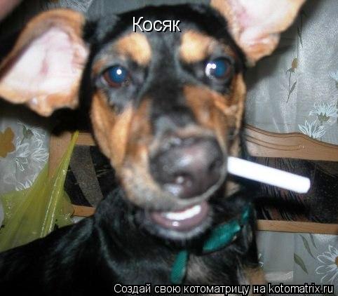 Косяк... Котоматрица: Косяк