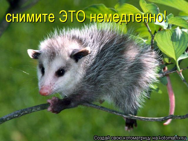 снимите ЭТО немедленно!... Котоматрица: снимите ЭТО немедленно!
