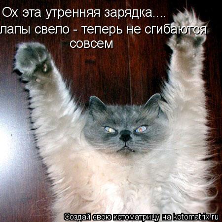 Ох эта утренняя зарядка.... лапы свело - теперь не сгибаются совсем... Котоматрица: Ох эта утренняя зарядка.... лапы свело - теперь не сгибаются совсем