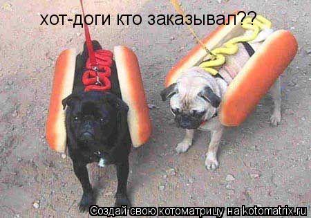 хот-доги кто заказывал??... Котоматрица: хот-доги кто заказывал??
