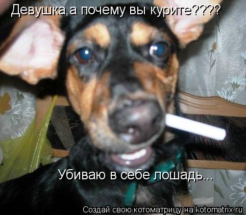 Котоматрица: Девушка,а почему вы курите???? Убиваю в себе лошадь...