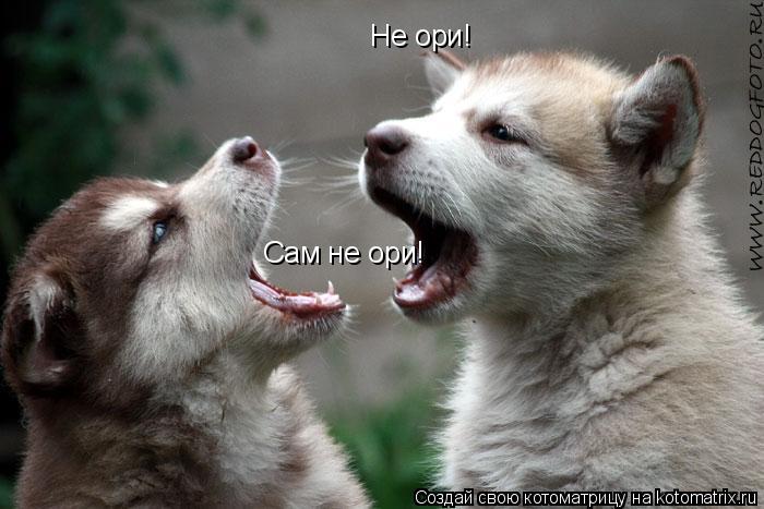 Не ори! Сам не ори!... Котоматрица: Не ори! Сам не ори!