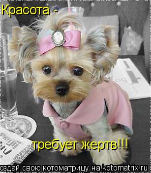 Красота - требует жертв !!!... Котоматрица: Красота - требует жертв !!!