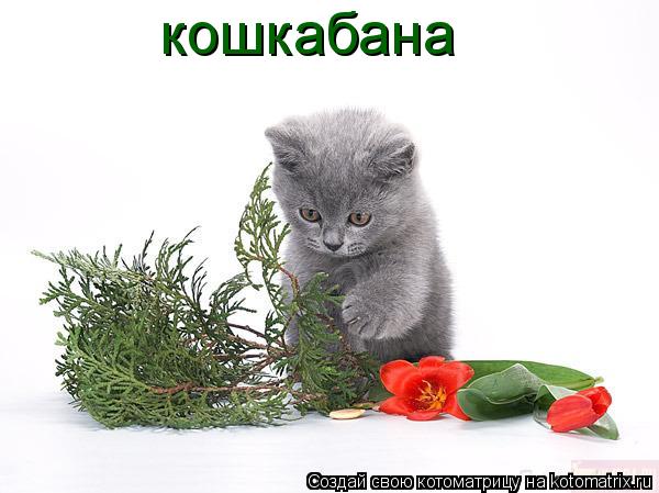 кошкабана... Котоматрица: кошкабана