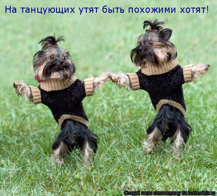 На танцующих утят быть похожими хотят!... Котоматрица: На танцующих утят быть похожими хотят!