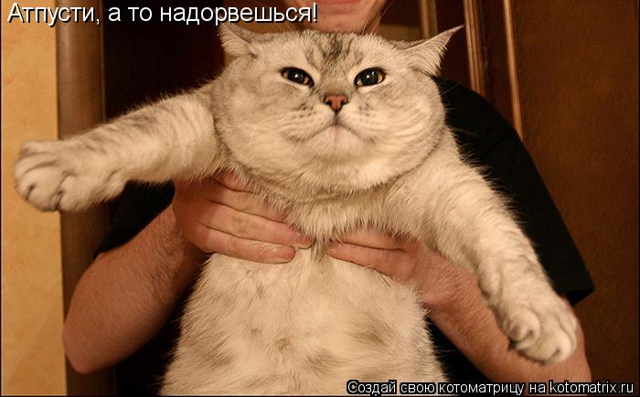 Атпусти, а то надорвешься!... Котоматрица: Атпусти, а то надорвешься!