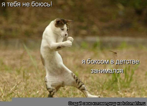 я тебя не боюсь! я боксом в детстве занимался... Котоматрица: я тебя не боюсь! я боксом в детстве занимался