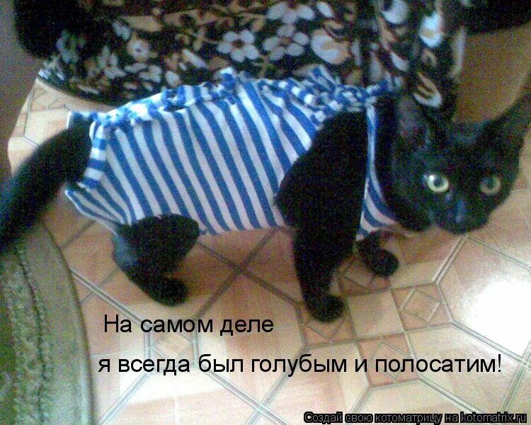 На самом деле я всегда был голубым и полосатим!... Котоматрица: На самом деле я всегда был голубым и полосатим!