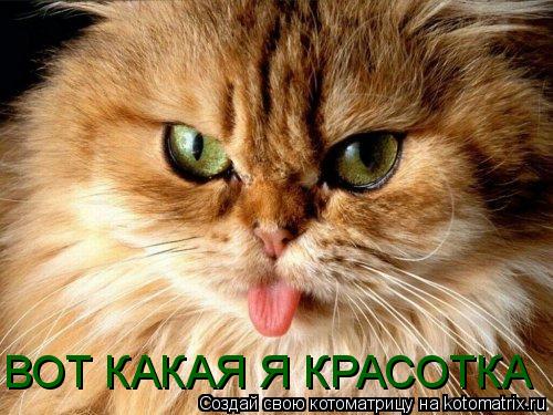 ВОТ КАКАЯ Я КРАСОТКА... Котоматрица: ВОТ КАКАЯ Я КРАСОТКА