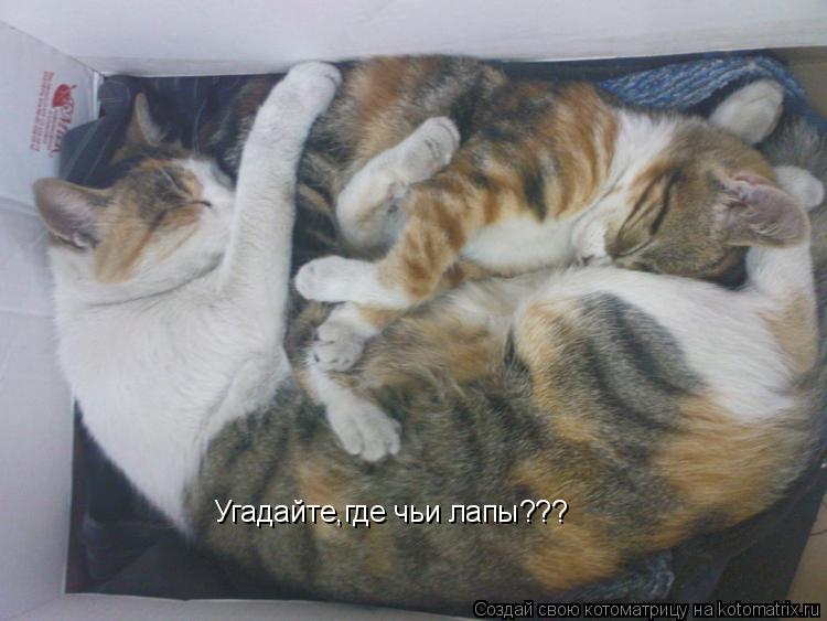 Угадайте,где чьи лапы???... Котоматрица: Угадайте,где чьи лапы???
