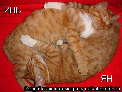 ИНЬ ЯН... Котоматрица: ИНЬ ЯН