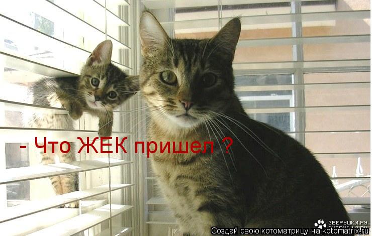 - Что ЖЕК пришел ?... Котоматрица: - Что ЖЕК пришел ?