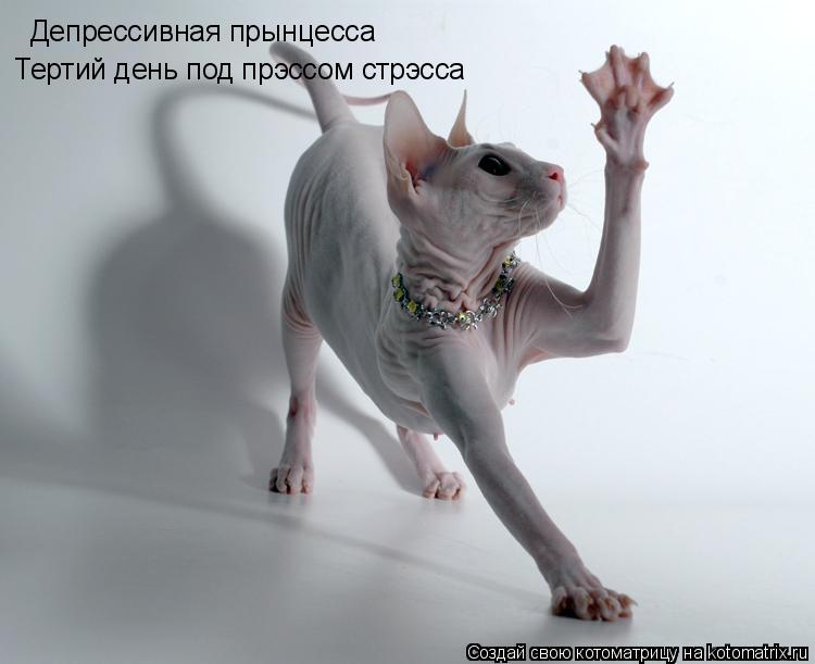 Депрессивная прынцесса Тертий день под прэссом стрэсса... Котоматрица: Депрессивная прынцесса Тертий день под прэссом стрэсса
