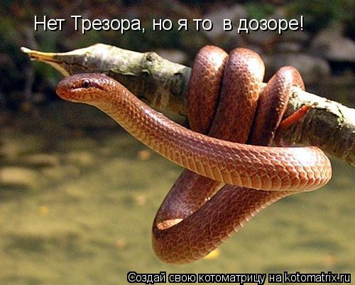 Нет Трезора, но я то в дозоре!... Котоматрица: Нет Трезора, но я то в дозоре!