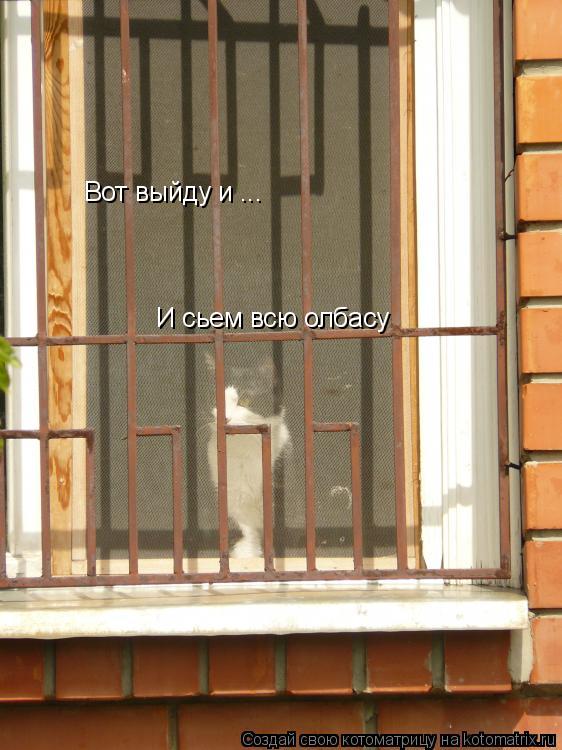 Вот выйду и ... И сьем всю олбасу... Котоматрица: Вот выйду и ... И сьем всю олбасу