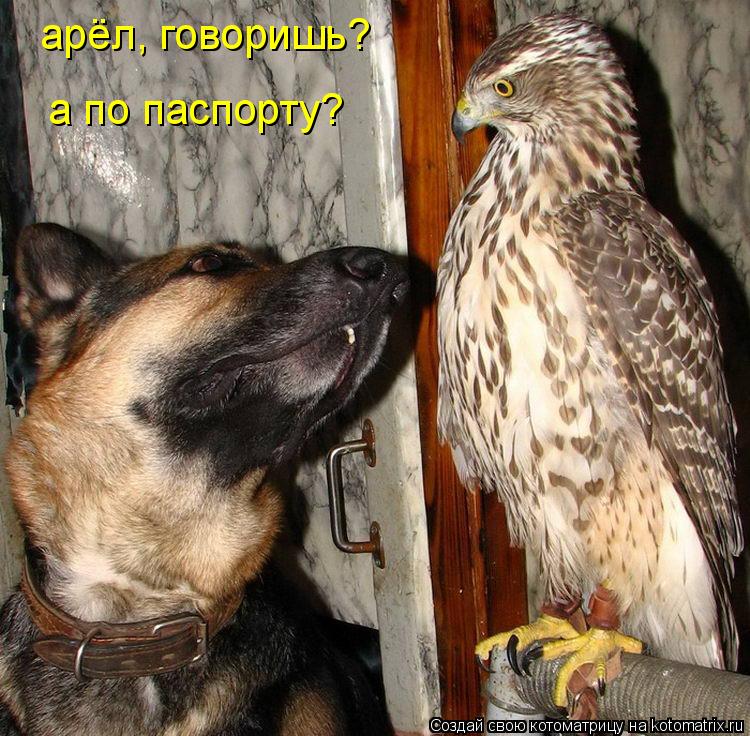 арёл, говоришь? а по паспорту?... Котоматрица: арёл, говоришь? а по паспорту?