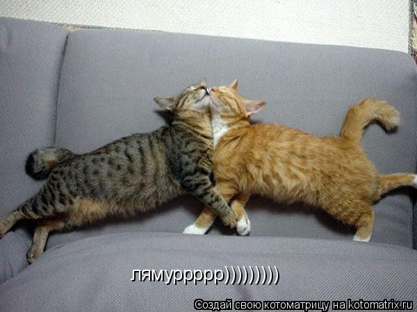 лямуррррр)))))))))... Котоматрица: лямуррррр)))))))))