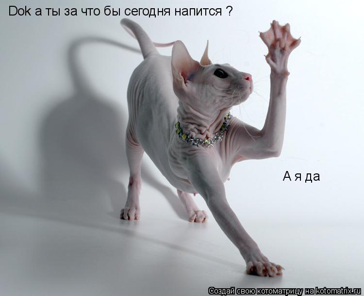 Dok а ты за что бы сегодня напится ? А я да... Котоматрица: Dok а ты за что бы сегодня напится ? А я да