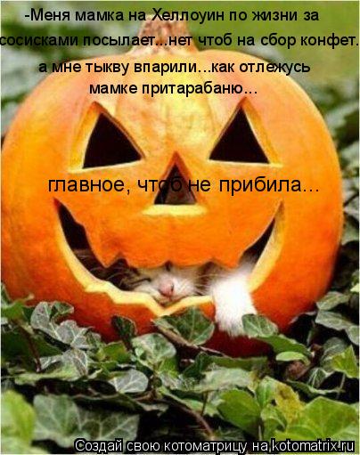 -Меня мамка на Хеллоуин по жизни за сосисками посылает...нет чтоб на сбор конфет... а мне тыкву впар... Котоматрица: -Меня мамка на Хеллоуин по жизни за сосисками посылает...нет чтоб на сбор конфет... а мне тыкву впарили...как отлежусь мамке притарабаню... гла