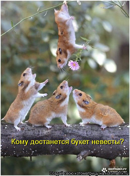 Кому достанется букет невесты?... Котоматрица: Кому достанется букет невесты?