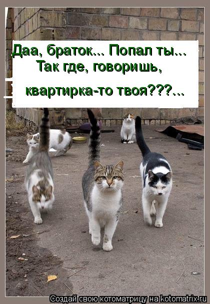 Даа, браток... Попал ты... Так где, говоришь, квартирка-то твоя???...... Котоматрица: Даа, браток... Попал ты... Так где, говоришь, квартирка-то твоя???...