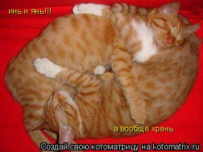 инь и янь!!! а вообще хрень... Котоматрица: инь и янь!!! а вообще хрень