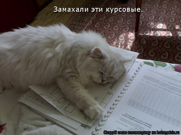 Замахали эти курсовые.... Котоматрица: Замахали эти курсовые.