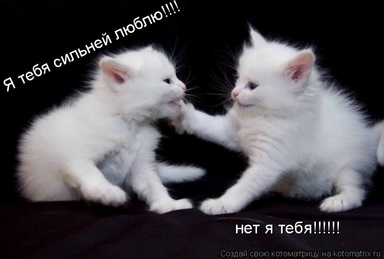 Я тебя сильней люблю!!!! нет я тебя!!!!!!... Котоматрица: Я тебя сильней люблю!!!! нет я тебя!!!!!!