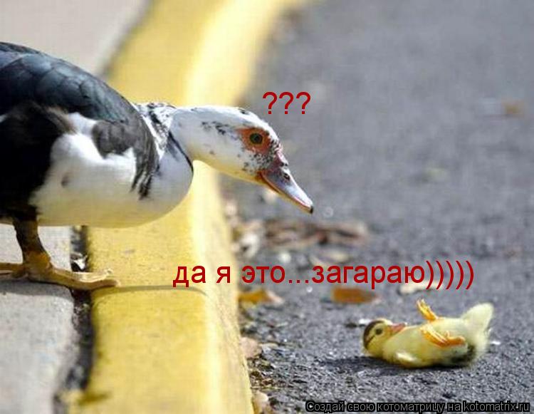 да я это...загараю))))) ???... Котоматрица: да я это...загараю))))) ???