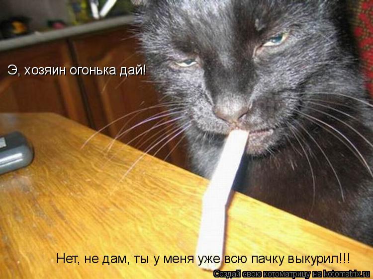 Э, хозяин огонька дай! Нет, не дам, ты у меня уже всю пачку выкурил!!!... Котоматрица: Э, хозяин огонька дай! Нет, не дам, ты у меня уже всю пачку выкурил!!!