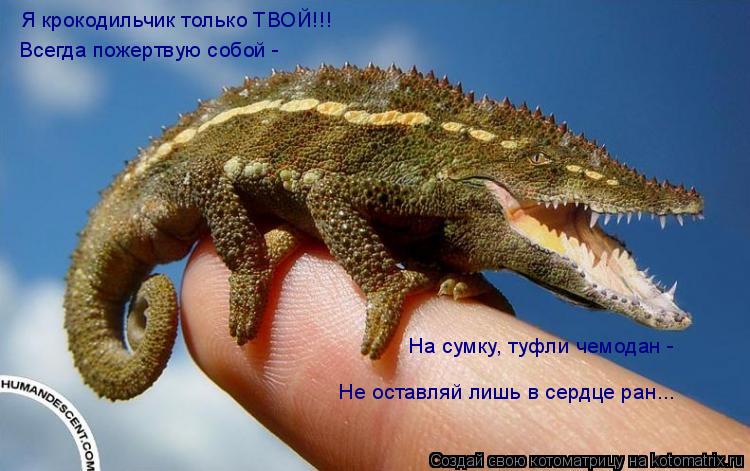 Я крокодильчик только ТВОЙ!!! Всегда пожертвую собой - На сумку, туфли чемодан - Не оставляй лишь в... Котоматрица: Я крокодильчик только ТВОЙ!!! Всегда пожертвую собой - На сумку, туфли чемодан - Не оставляй лишь в сердце ран...