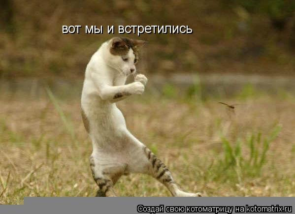 вот мы и встретились... Котоматрица: вот мы и встретились