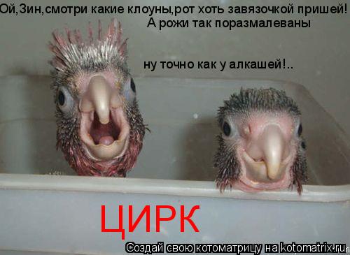 Ой,Зин,смотри какие клоуны,рот хоть завязочкой пришей! А рожи так поразмалеваны ну точно как у алкаше... Котоматрица: Ой,Зин,смотри какие клоуны,рот хоть завязочкой пришей! А рожи так поразмалеваны ну точно как у алкашей!.. ЦИРК