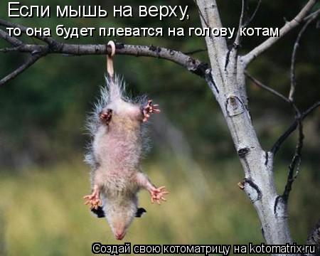 Если мышь на верху, то она будет плеватся на голову котам... Котоматрица: Если мышь на верху, то она будет плеватся на голову котам