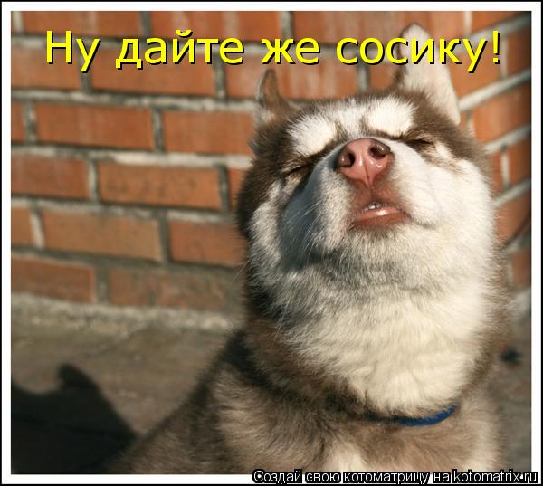 Ну дайте же сосику!... Котоматрица: Ну дайте же сосику!