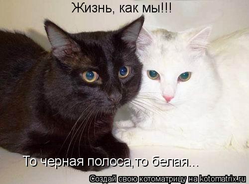 Жизнь, как мы!!! То черная полоса,то белая...... Котоматрица: Жизнь, как мы!!! То черная полоса,то белая...