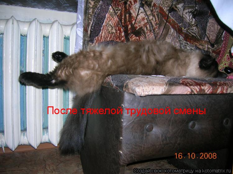 После тяжелой трудовой смены... Котоматрица: После тяжелой трудовой смены