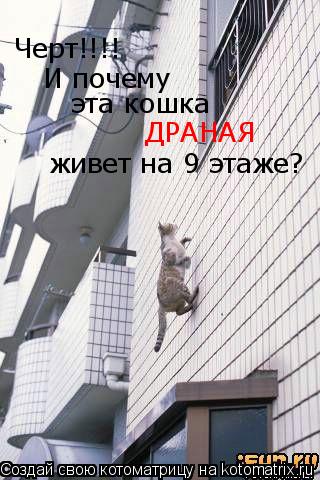 Черт!!!! И почему эта кошка ДРАНАЯ живет на 9 этаже?... Котоматрица: Черт!!!! И почему эта кошка ДРАНАЯ живет на 9 этаже?
