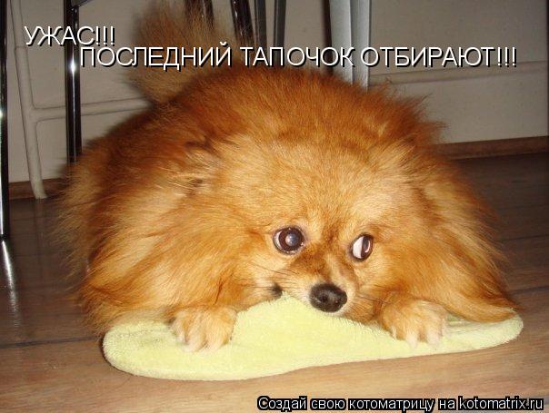 УЖАС!!! ПОСЛЕДНИЙ ТАПОЧОК ОТБИРАЮТ!!!... Котоматрица: УЖАС!!! ПОСЛЕДНИЙ ТАПОЧОК ОТБИРАЮТ!!!
